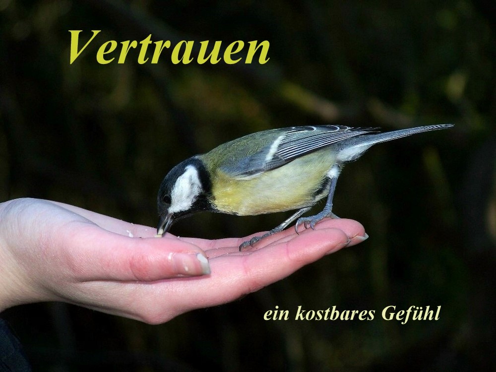 Vertrauen - ein kostbares Gefühl Vertrauen - ein kostbares Gefühl